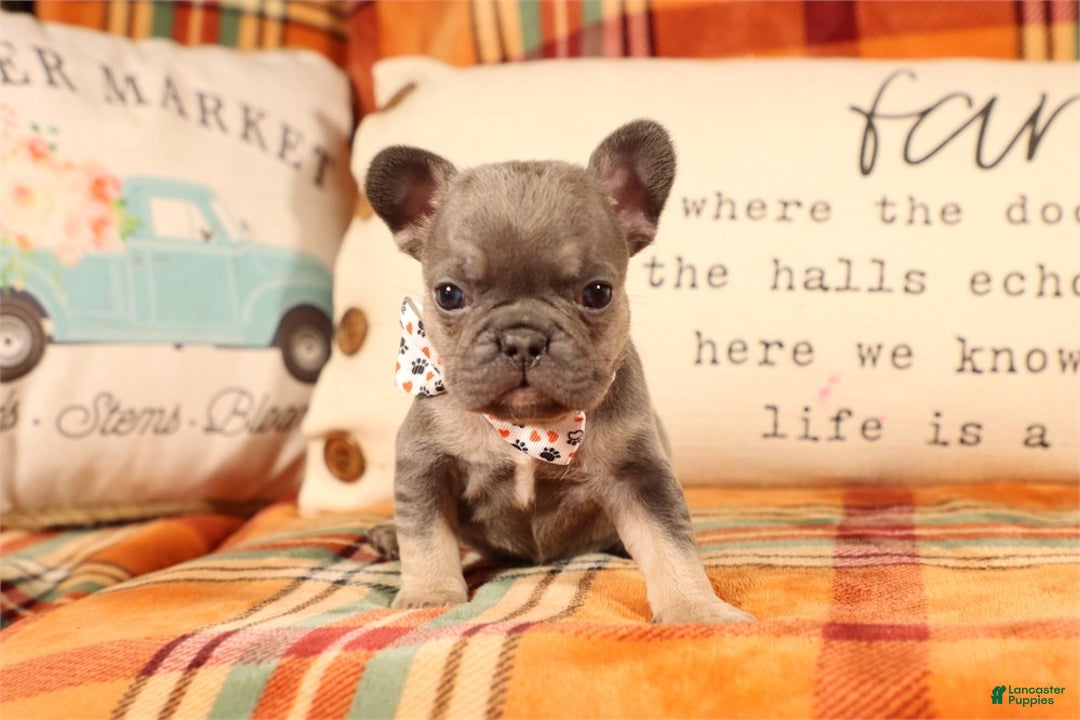 Mini Goldendoodle dogs for sale: Mini Goldendoodle Puppy 2 - Ad 2