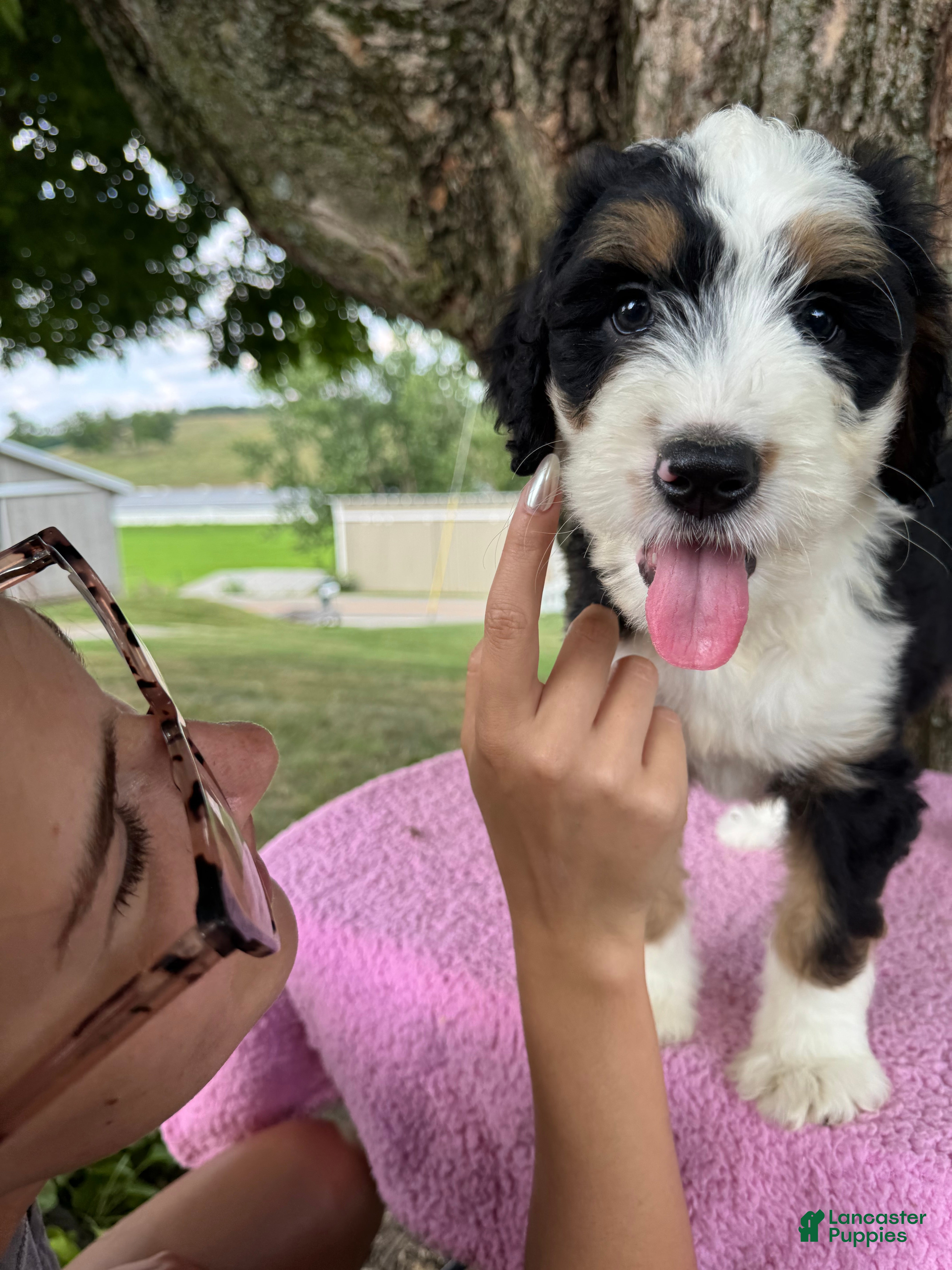 Bernedoodle dogs Honey - Ad 2
