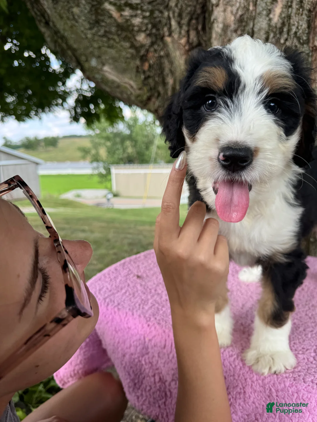 Bernedoodle dogs for sale: Honey - Ad 2