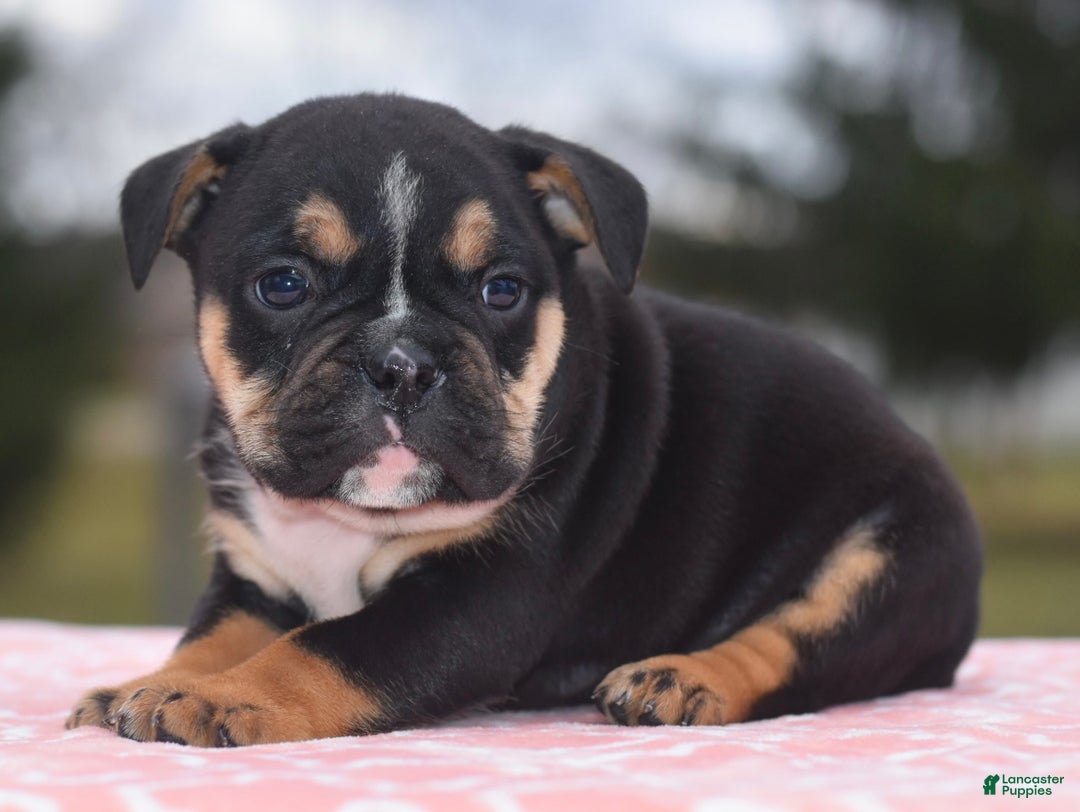 Mixed Breed dogs for sale: Emma tricolor hybrid  - Ad 20