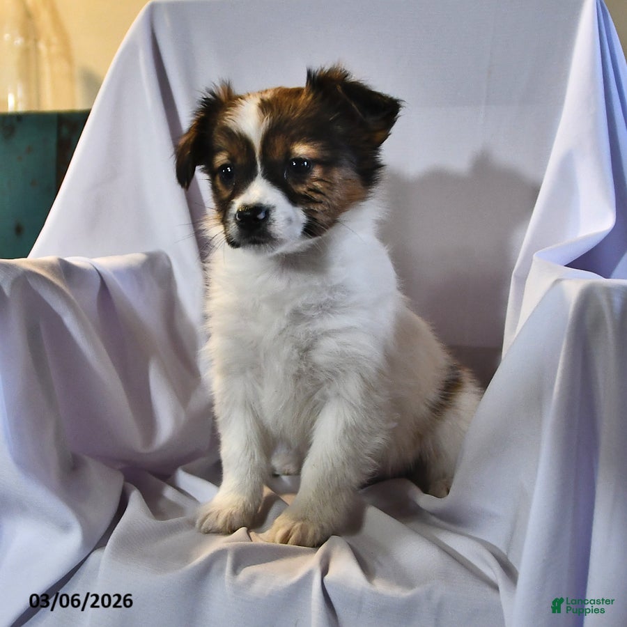 Papillon dogs Swallowtail - Ad 2