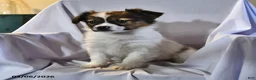 Papillon dogs for sale: Swallowtail - Ad 3