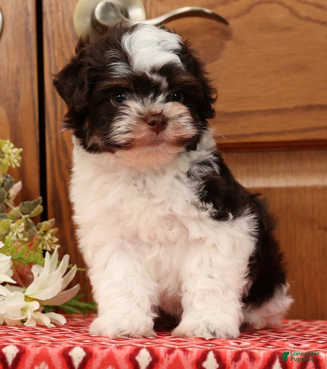Havanese dogs for sale: Zack - Ad 6