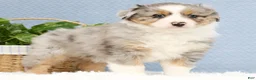Miniature Australian Shepherd dogs for sale: Riley - Ad 7