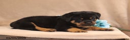 Rottweiler dogs for sale: Tonka - Ad 2