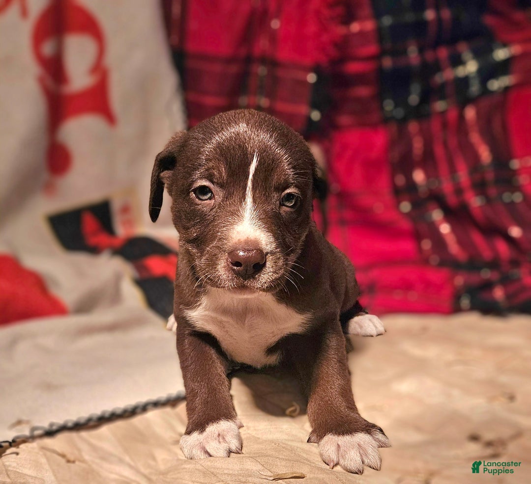 Border Collie dogs for sale: Dori - Ad 4