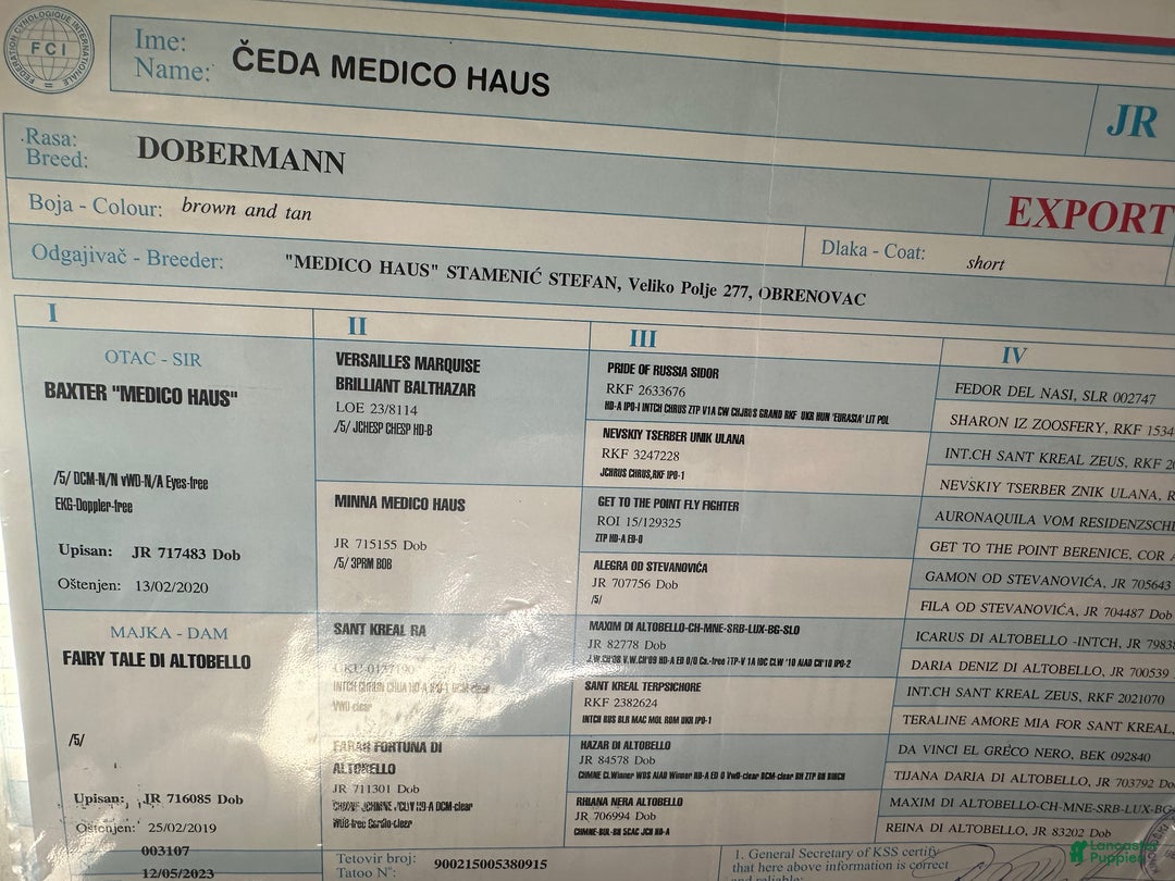 Doberman Pinscher dogs for stud: CESAR STUD  - Ad 5