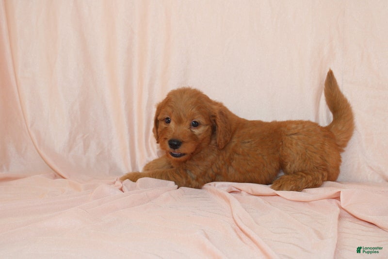 Goldendoodle dogs Walter - Ad 2