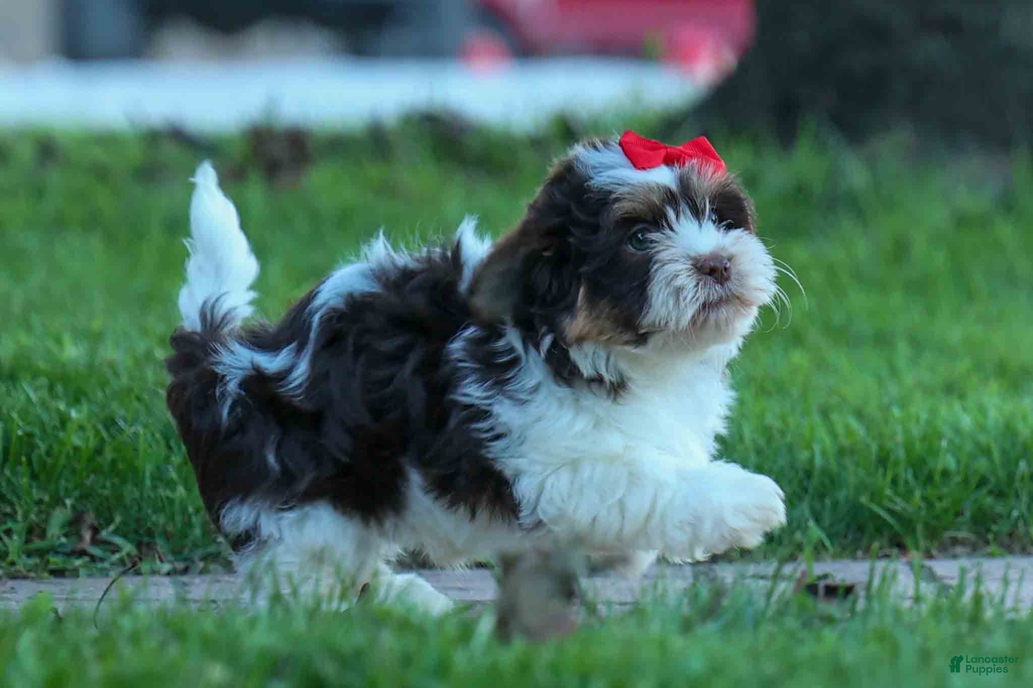Teddy Bear dogs  Ollie Bear 💙 - Ad 2