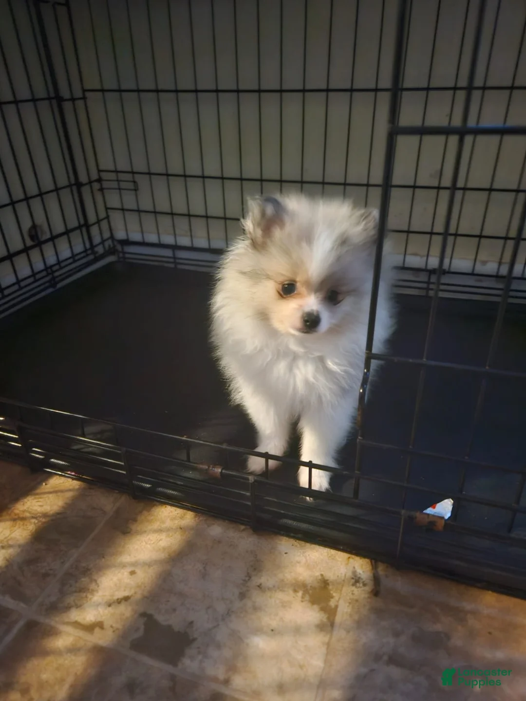 Pomeranian dogs for sale: Pomeranian  - Ad 1