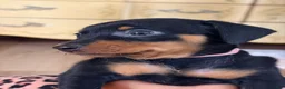 Miniature Pinscher dogs for sale: Lily - Ad 7