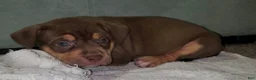 American Bully dogs for sale: PINK - Ad 10