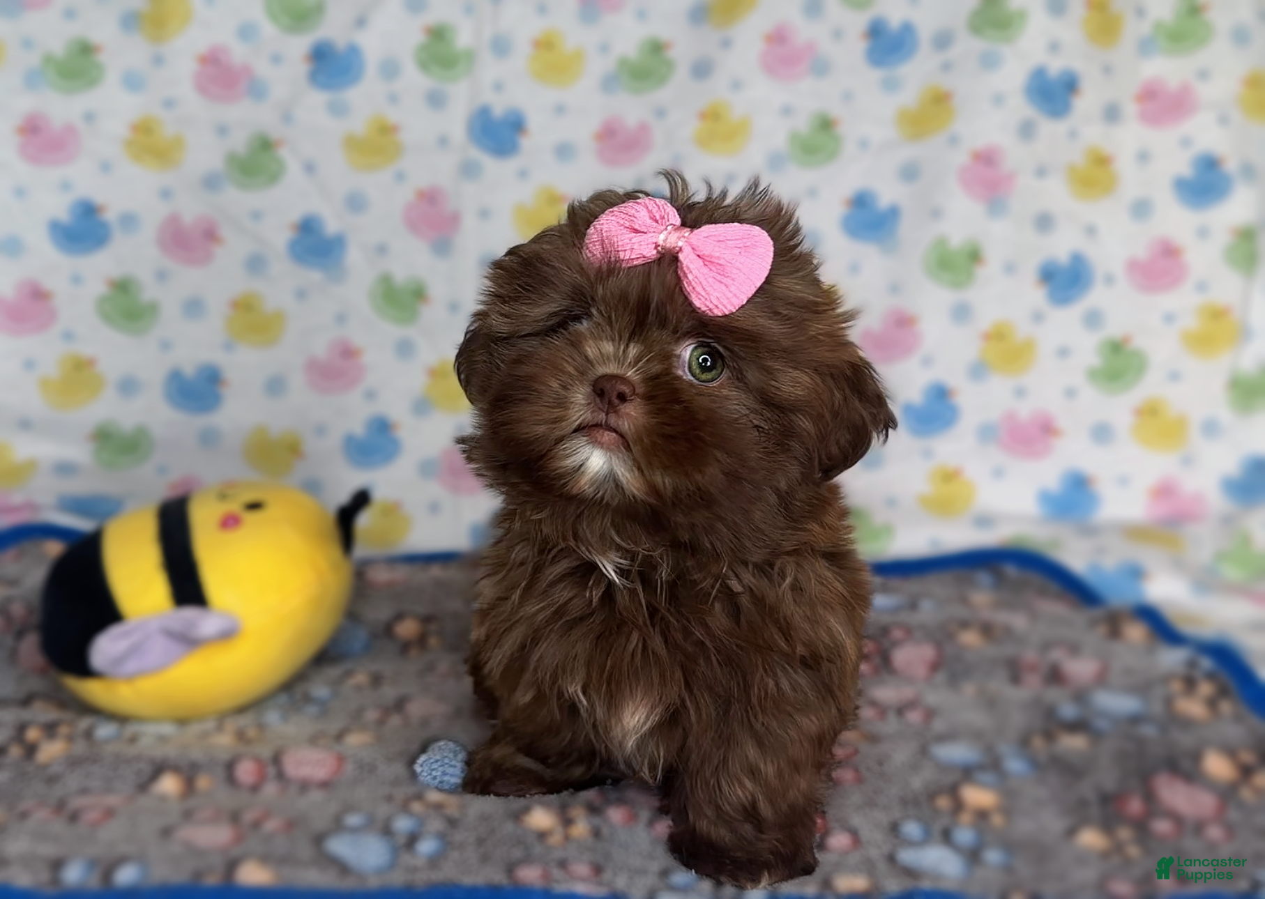 Shih Tzu dogs Princess - Ad 2