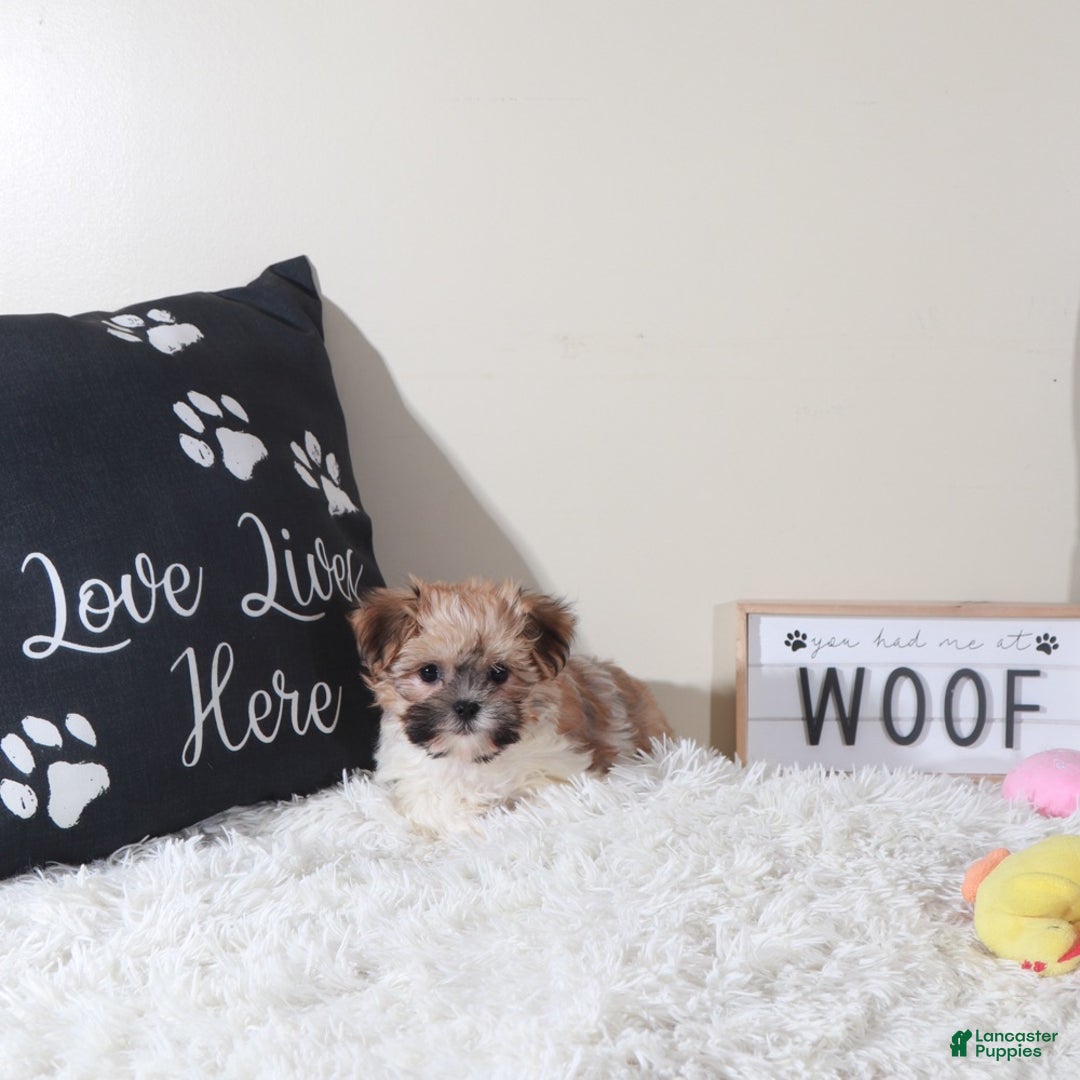 Havanese dogs for sale: Havanese Puppy Carman - Ad 3