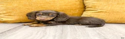 Miniature Dachshund dogs for sale: Latte - Ad 4