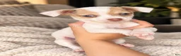 Chihuahua dogs for sale: Koda - Ad 1