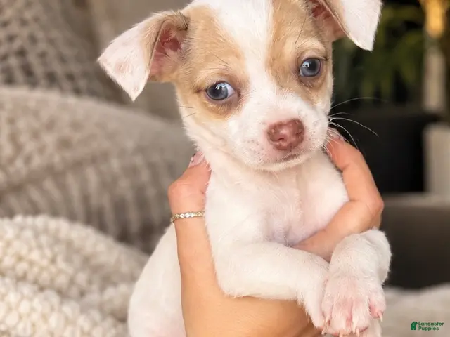 Chihuahua dogs for sale: Koda - Ad 1