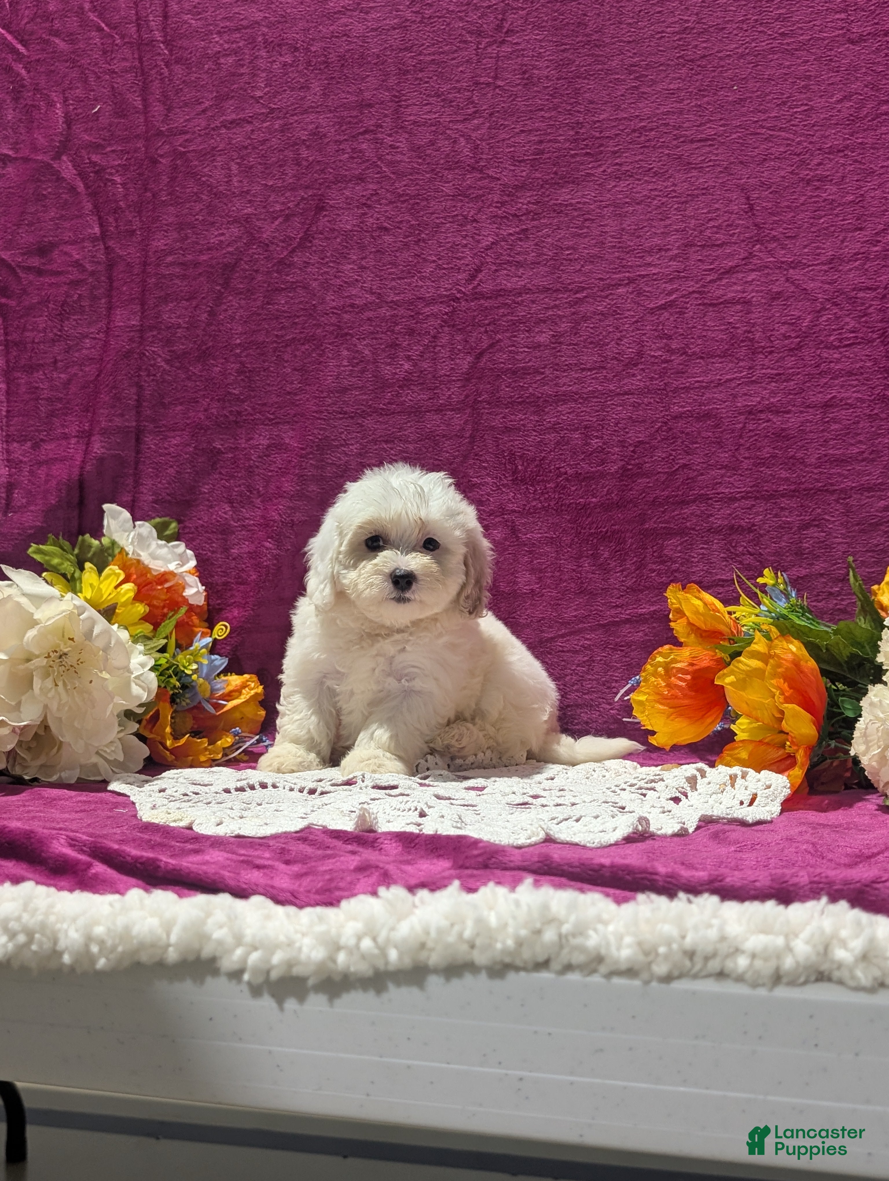 Maltipoo dogs Major - Ad 1