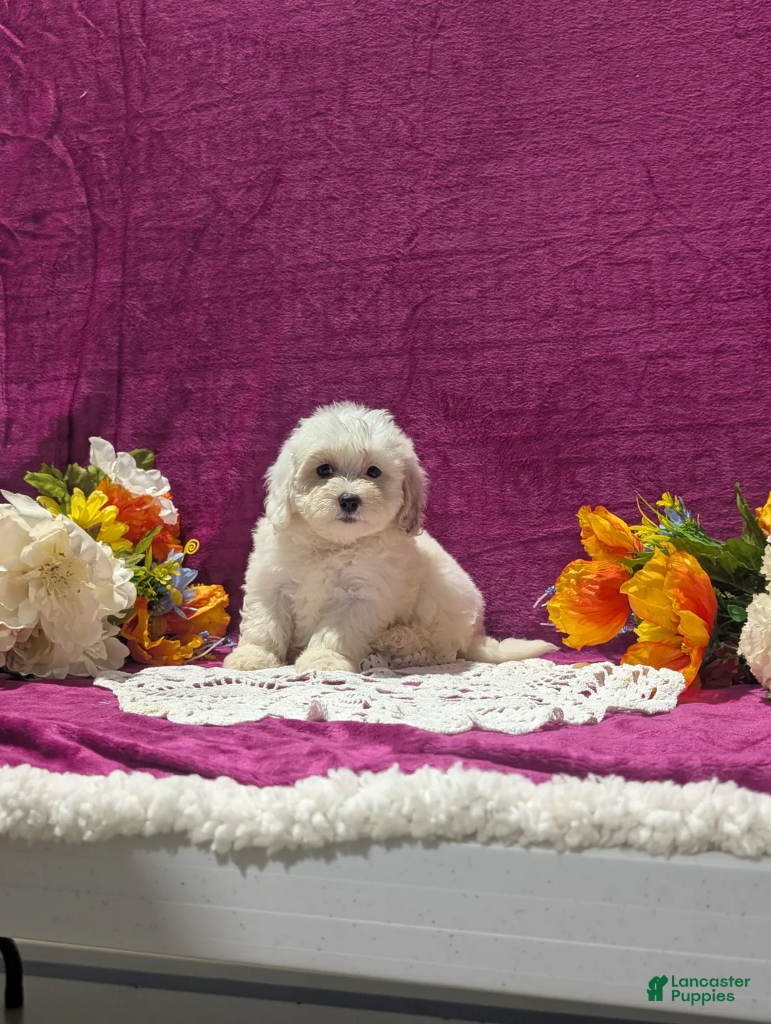 Maltipoo dogs for sale: Major - Ad 1