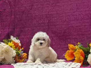 Maltipoo dogs for sale: Major - Ad 2