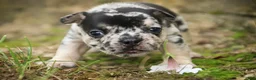 French Bulldog dogs for sale: Bella French Bulldog  - Ad 8