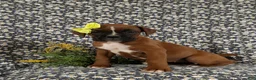 Boxer dogs for sale: Raven - Ad 3