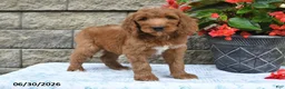 Goldendoodle dogs for sale: Logan - Ad 1