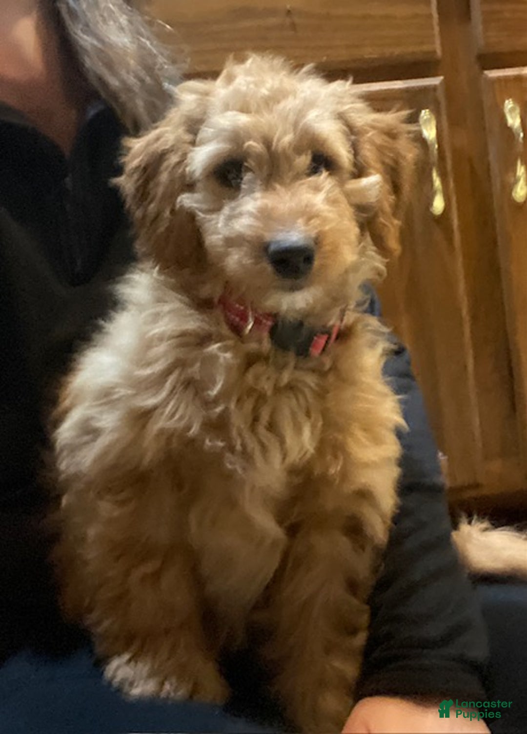 Mini Goldendoodle dogs for sale: Laney  - Ad 3