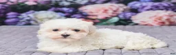 Maltipoo dogs for sale: Sally - Ad 5