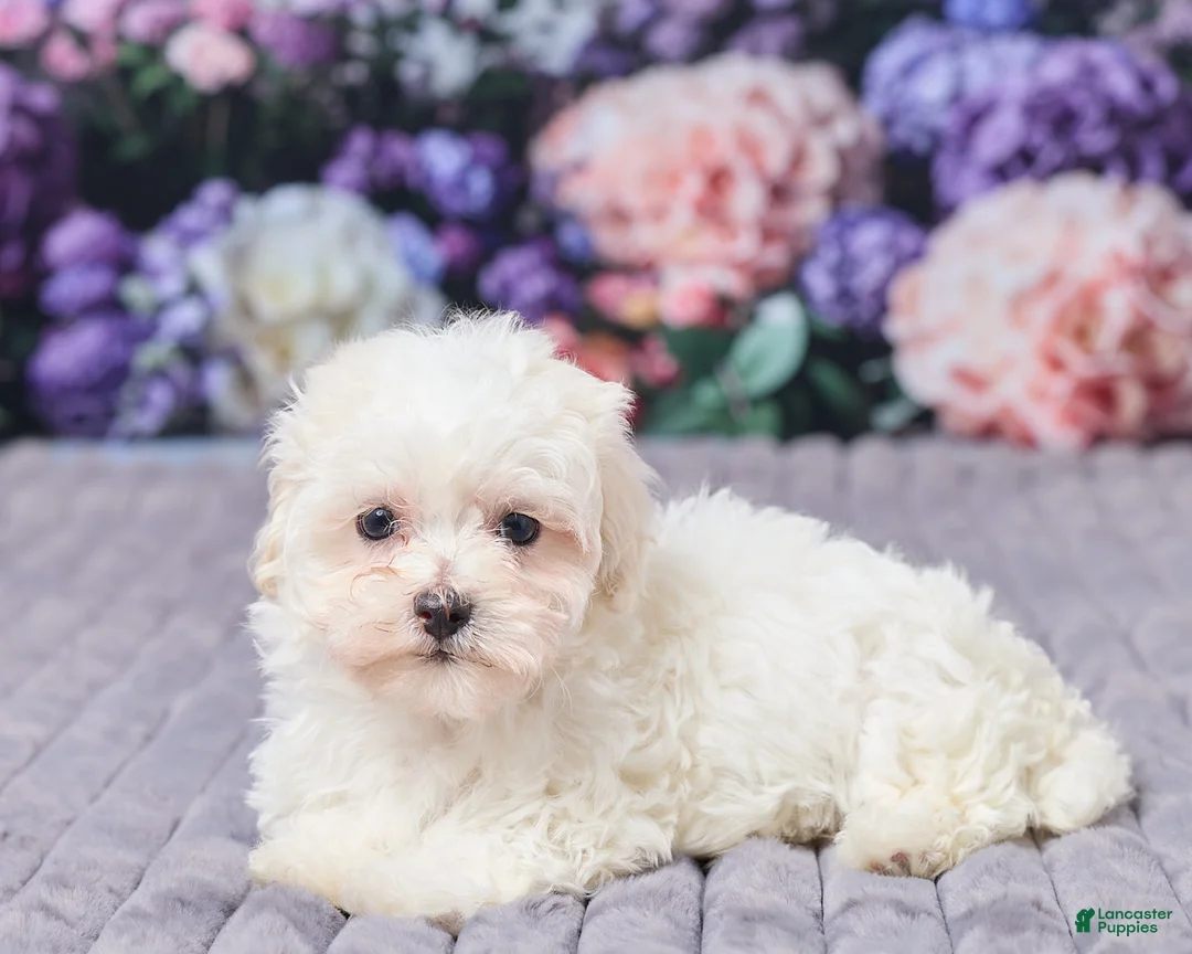 Maltipoo dogs for sale: Sally - Ad 5