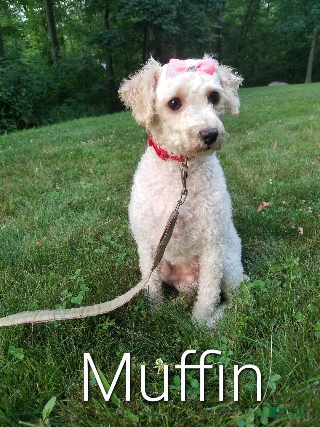 Miniature Poodle dogs for sale: Evie - Ad 20