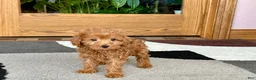Maltipoo dogs for sale: Kyla - Ad 3