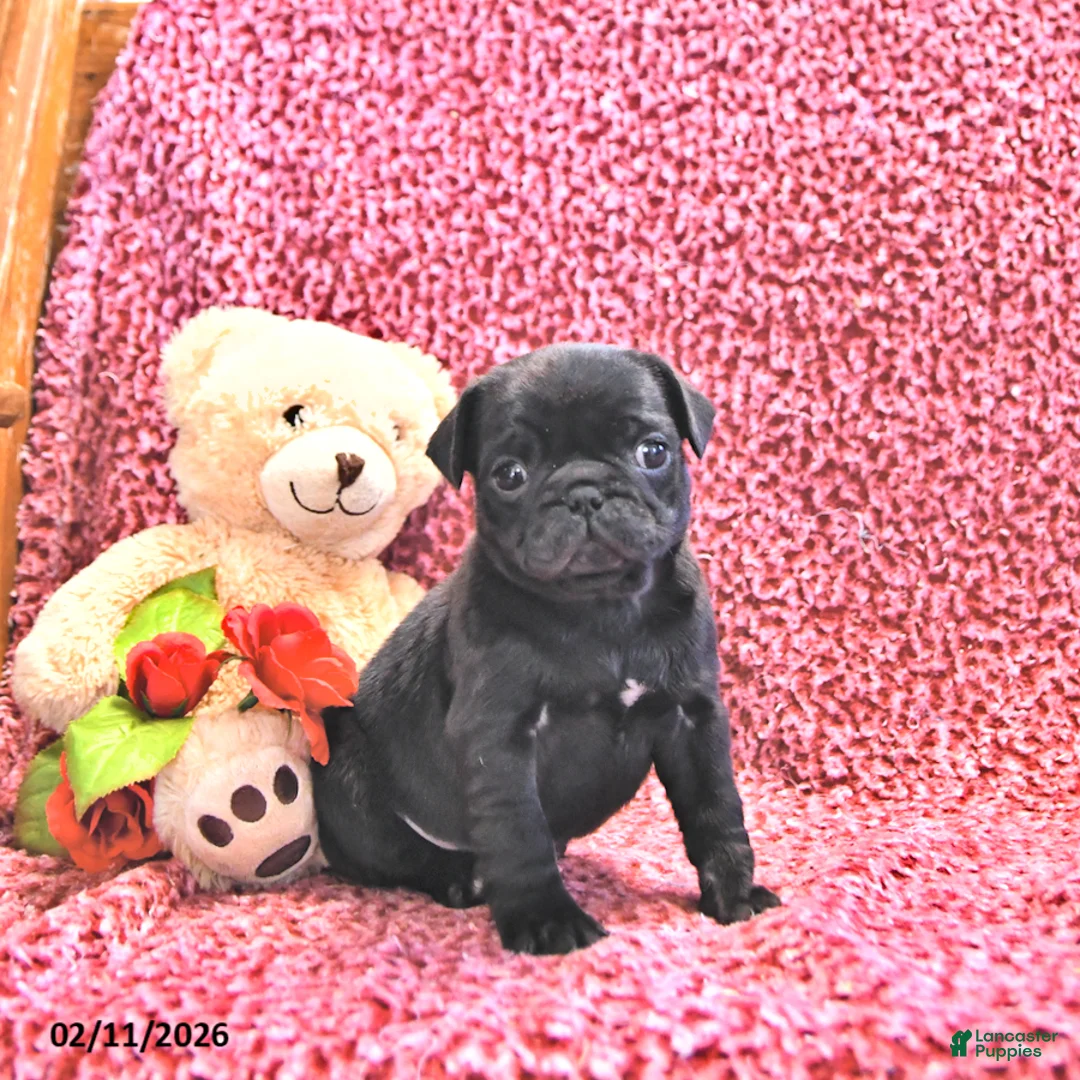 Mixed Breed dogs for sale: Minty - Ad 1