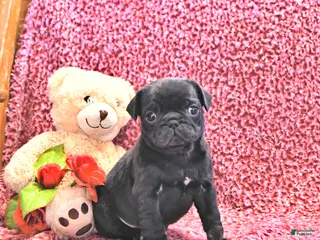 Mixed Breed dogs Minty - Ad 32