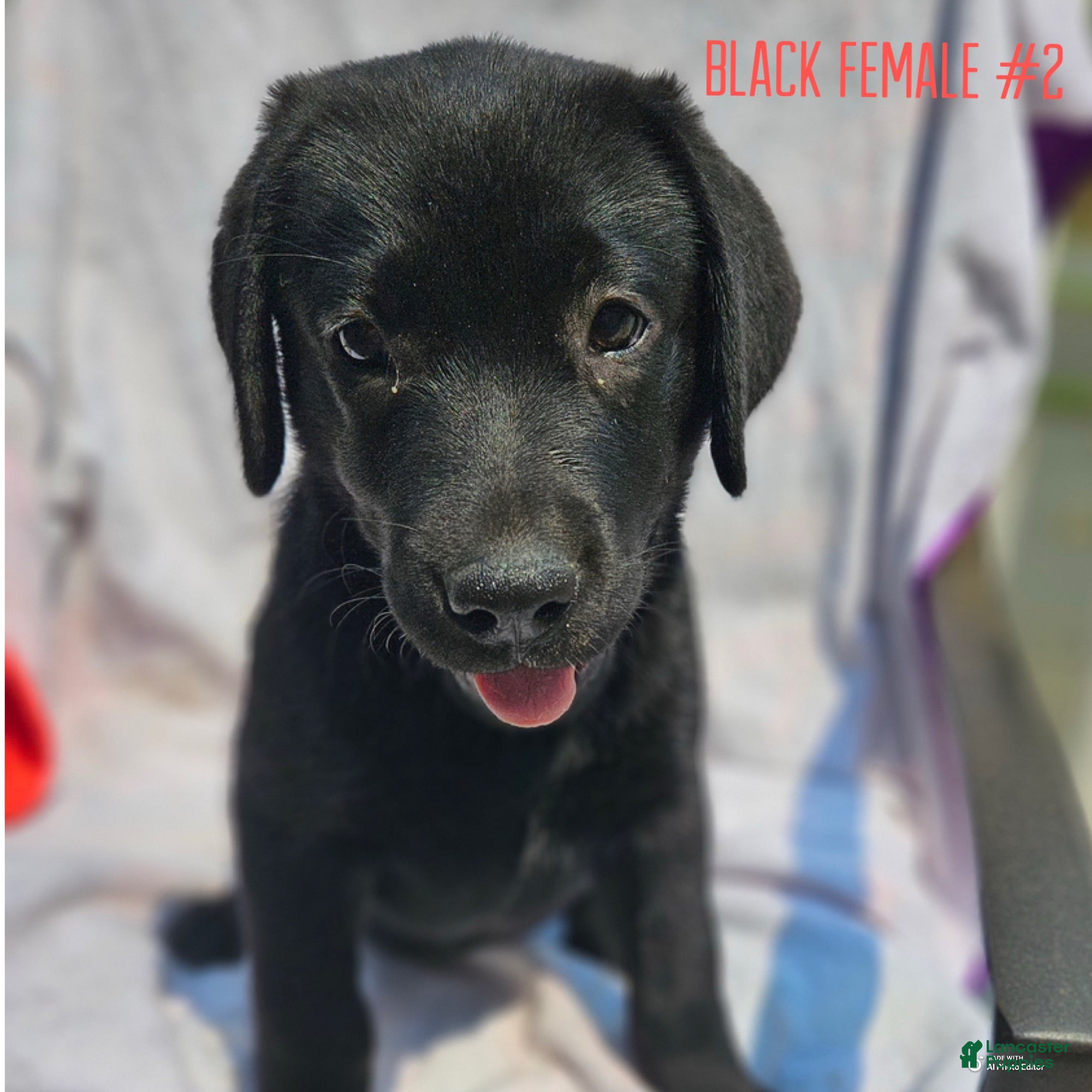 Labrador Retriever dogs Labrador Retriever Black Female 2 - Ad 1