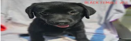 Labrador Retriever dogs for sale: Labrador Retriever Black Female 2 - Ad 1