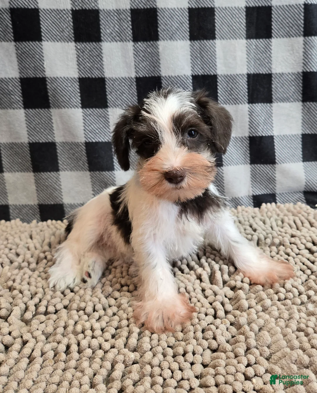 Miniature Schnauzer dogs for sale: Sophie - Ad 5