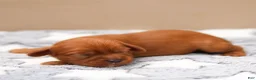 Cavalier King Charles Spaniel dogs for sale: Olive Cavalier King Charles Spaniel  - Ad 9
