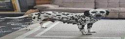 Dalmatian dogs for sale: Hero - Ad 6