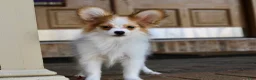 Papillon dogs for sale: Nerf - Ad 11