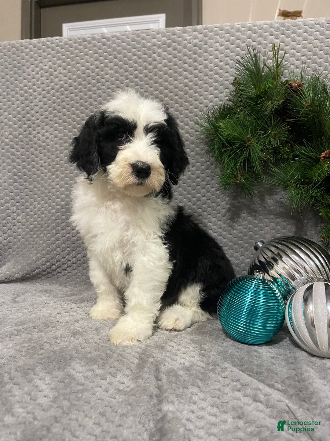 Sheepadoodle dogs for sale: Kate - Ad 7