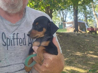 Miniature Pinscher dogs - Ad 12
