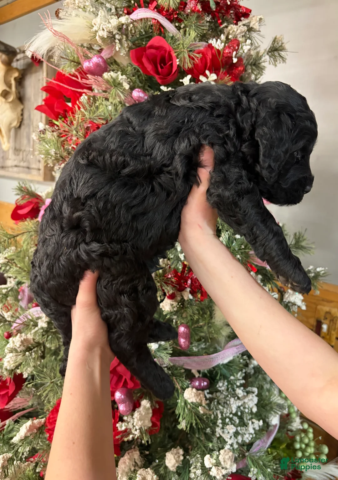 Goldendoodle dogs for sale: Goldendoodle Puppy 2 - Ad 2