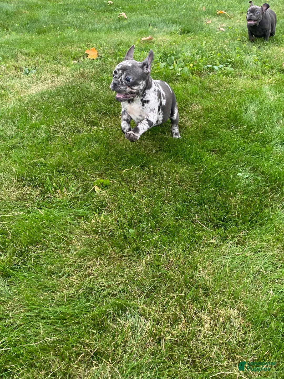 French Bulldog dogs for sale: Mindy - Ad 2