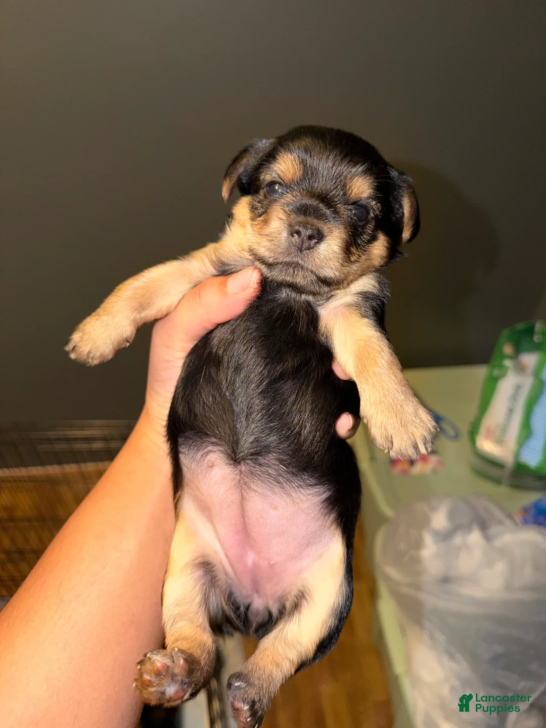 Yorkshire Terrier dogs for sale: Yorkshire Terrier Puppy 2 - Ad 1
