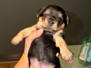 Yorkshire Terrier dogs for sale: Yorkshire Terrier Puppy 2 - Ad 2