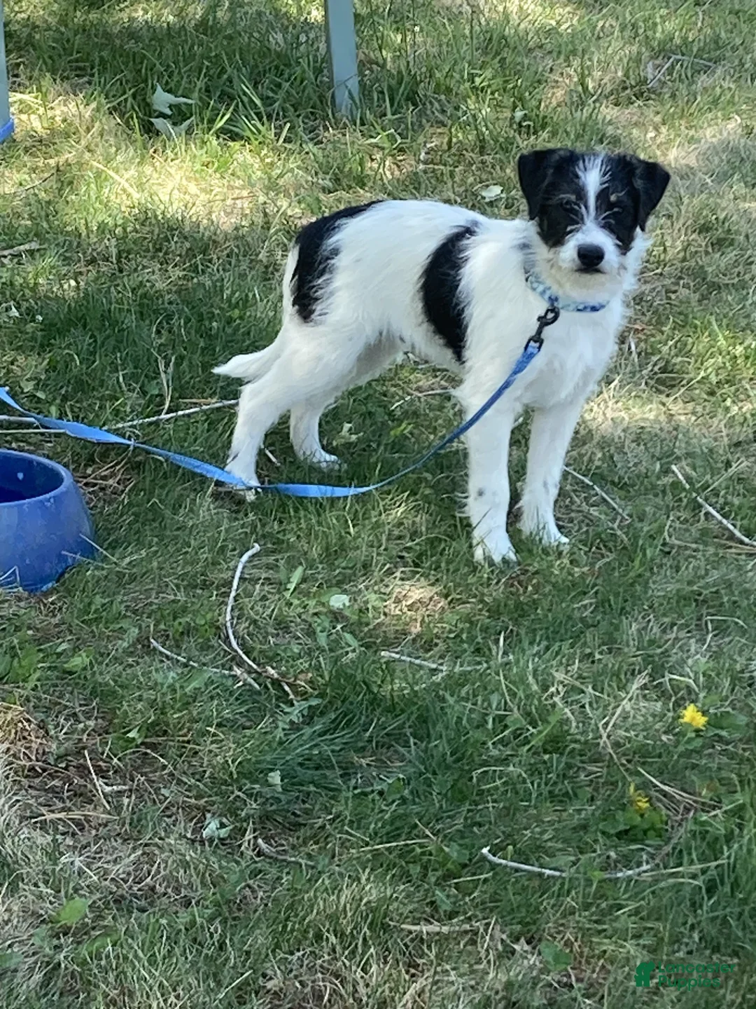 Bordoodle dogs for sale: Bordoodle Puppy Ollie - Ad 1