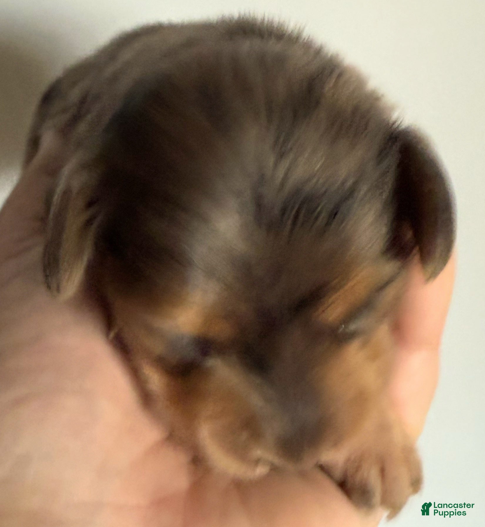 Miniature Dachshund dogs Miniature Dachshund LH Dapple - Ad 3