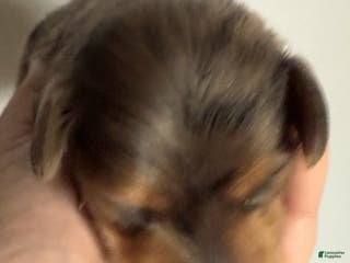 Miniature Dachshund dogs Miniature Dachshund LH Dapple - Ad 7