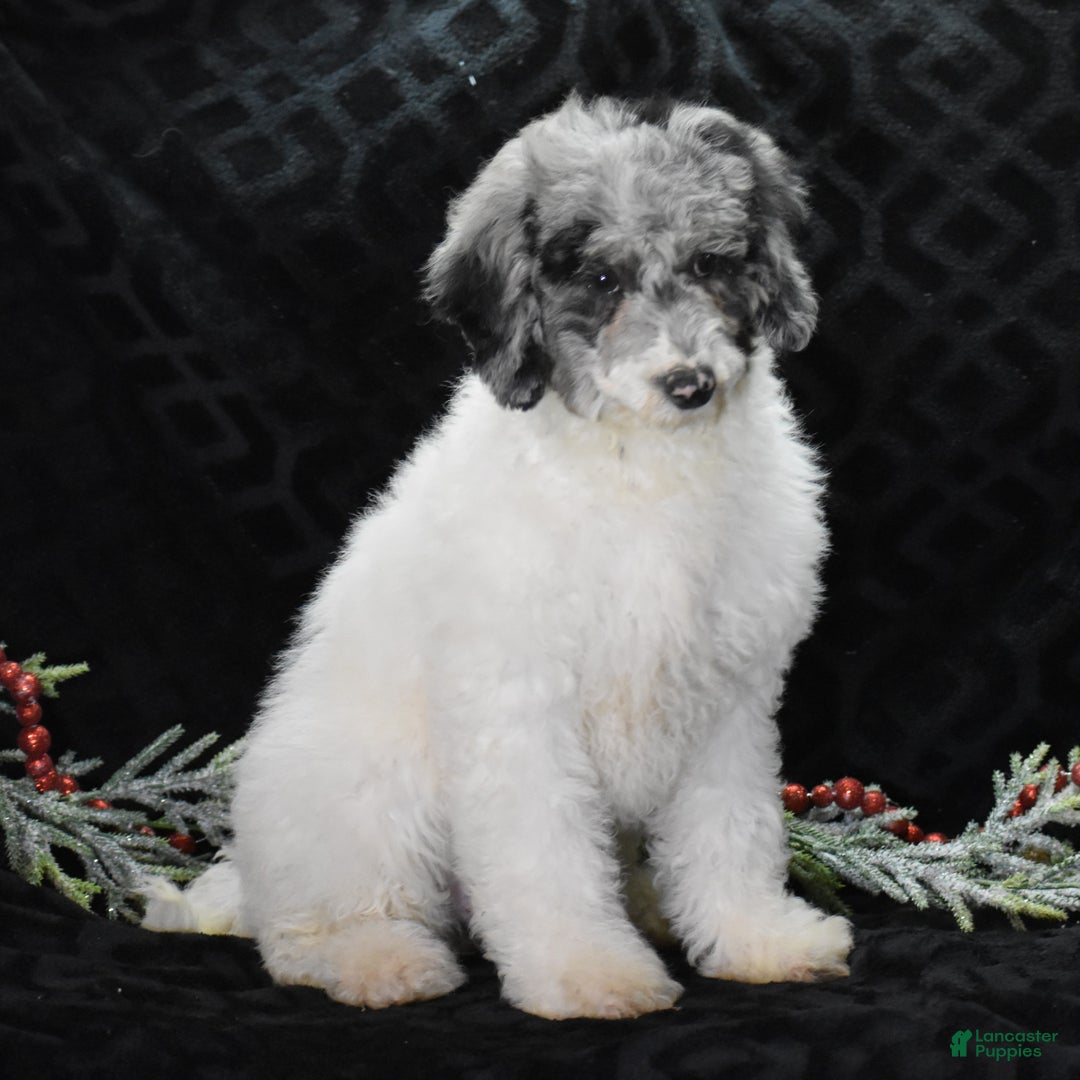 Miniature Poodle dogs for sale: Zoe - Ad 1